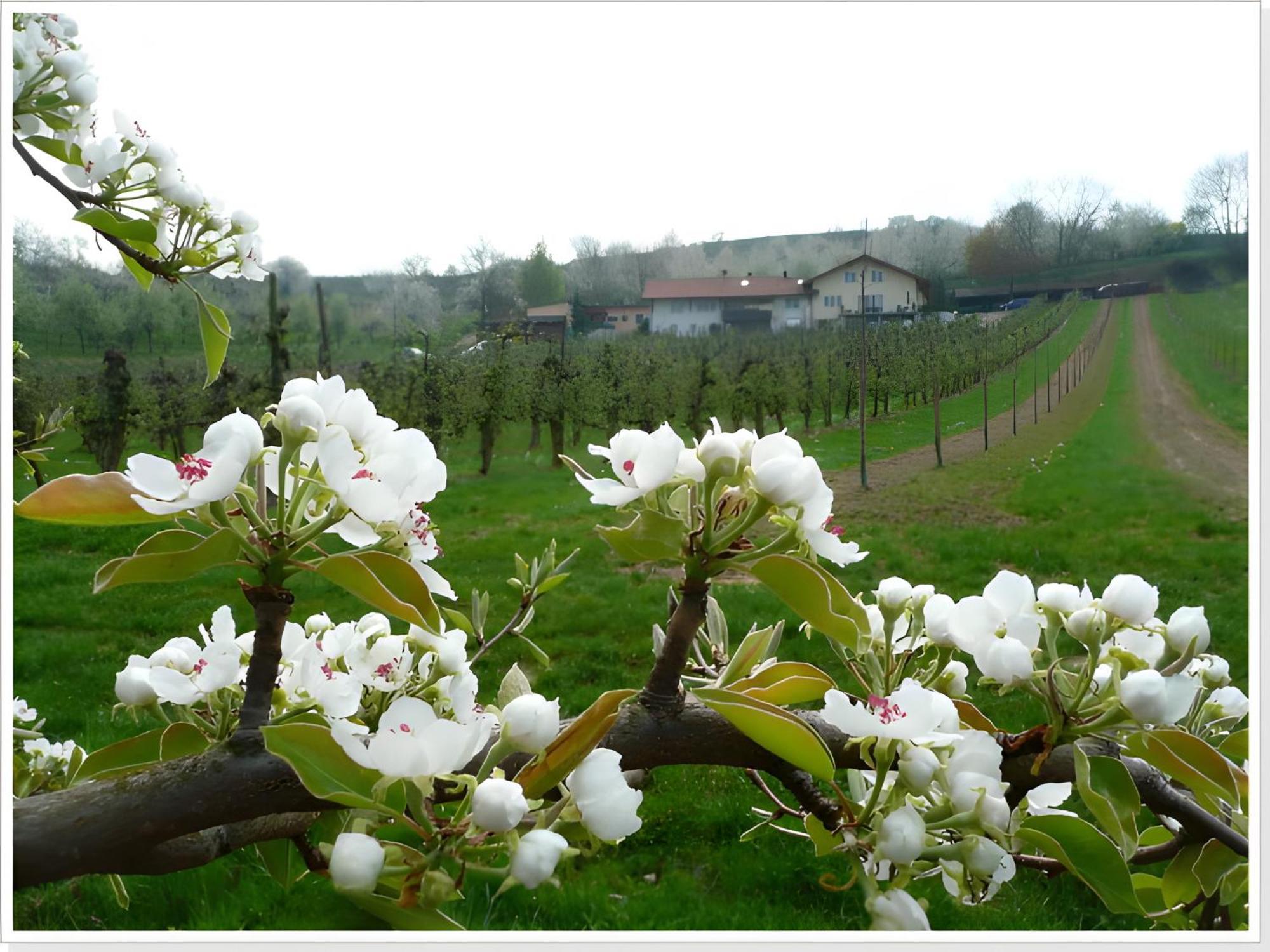 Apartamento Weingut Ringwald Herbolzheim Exterior foto